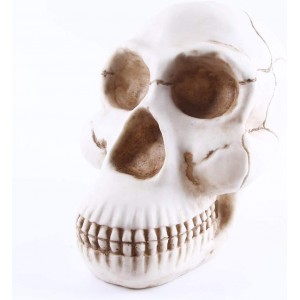ADSE Statue de crâne de Simulation 1: 1 tête d'animal de taxidermie Accessoire de crâne d'animal Halloween Barres de café Ornement pour la décoration de la Maison - BKKQNDKCR